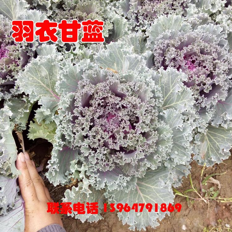 彩色植物羽衣甘蓝 耐寒花卉羽衣甘蓝 羽衣甘蓝价格