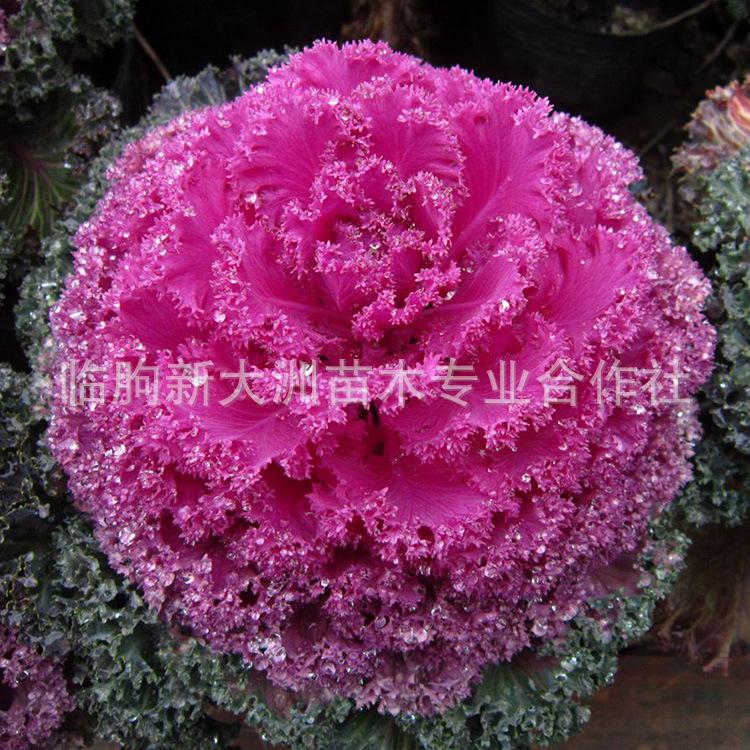 大量供应耐寒花卉羽衣甘蓝 红色黄色盆栽 基地直销 大量批发