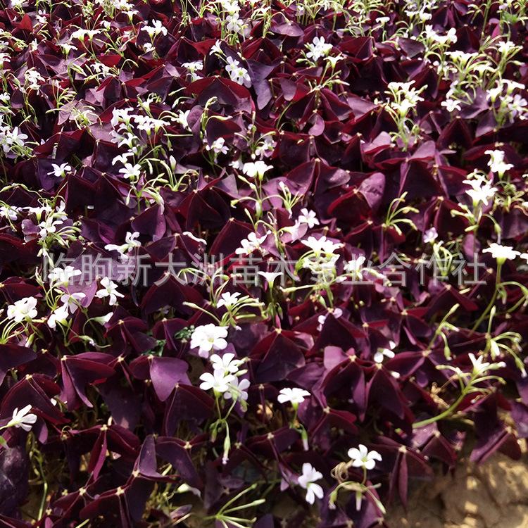 批发地被植物 紫叶醡浆草  品种优良紫叶醡浆苗 地被绿化植物