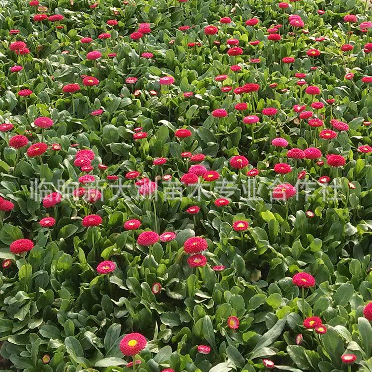 绿化工程小雏菊 厂家直销绿化鲜花 盆栽雏菊 品种优良 特价批发