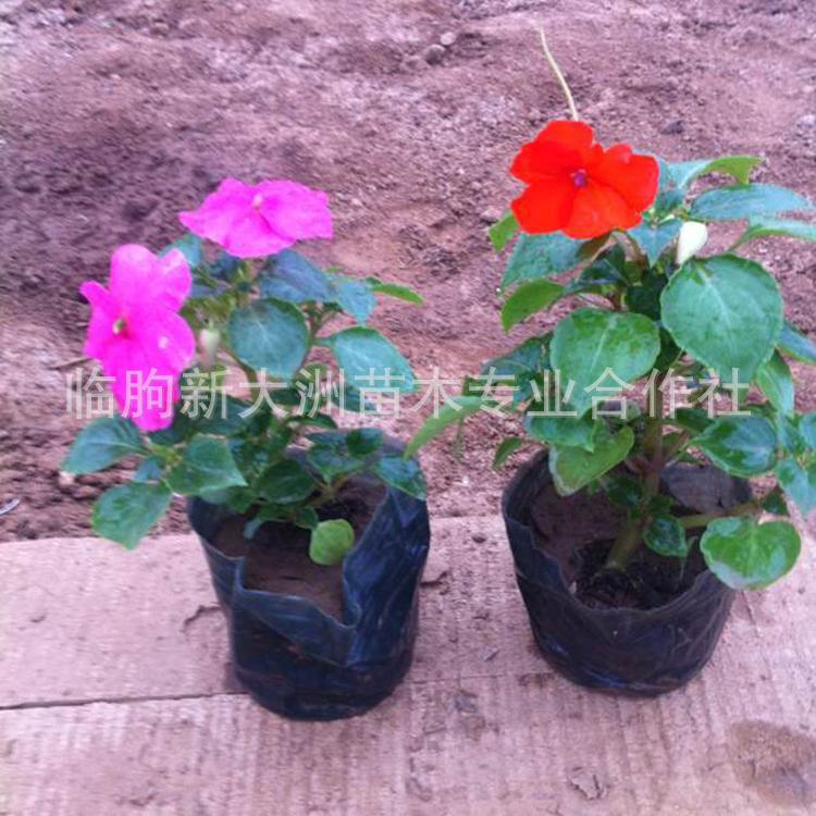 基地批发净化空气湿地绿化凤仙花植物 女儿花盆栽 金凤花桃红花苗