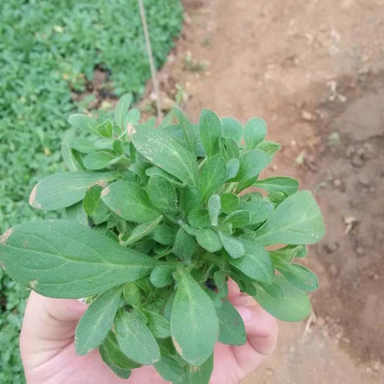 厂家直销垂吊牵牛苗 绿化工程花卉苗 基地直销易种花卉苗 低价