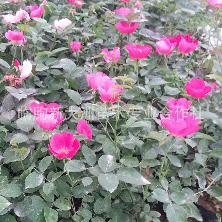 月季特价直销丰花 丰花月季苗 月季花 月季苗 月季批发 基地直销