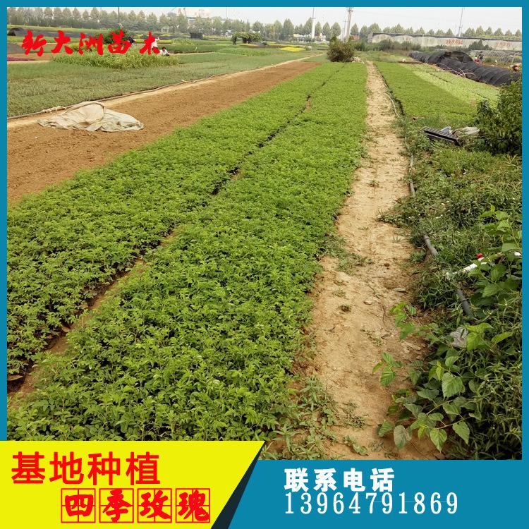基地种植宿根四季玫瑰 紫枝玫瑰 无刺玫瑰 月季蔷薇类植物花卉