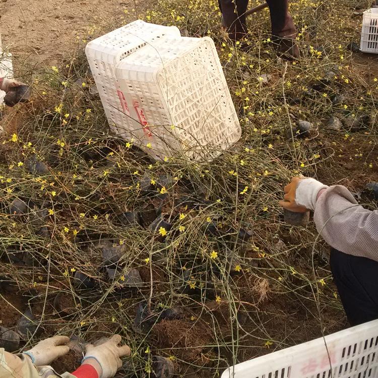批发 绿化工程上盆迎春 迎春花 当年开花梅花 盆栽盆景批发