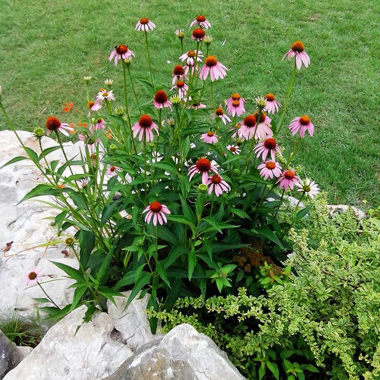 批发供应地被草花 大量出售松果菊花卉 青州花卉基地批发紫松果菊