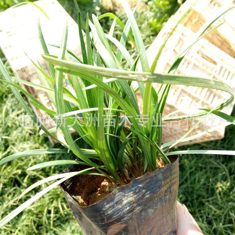 青州麦冬草  上盆麦冬草  细叶麦冬草价格