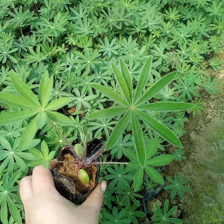 高存活羽扇豆 花期3-5月鲁冰花 草本花卉植物 黄羽扇豆基地种植