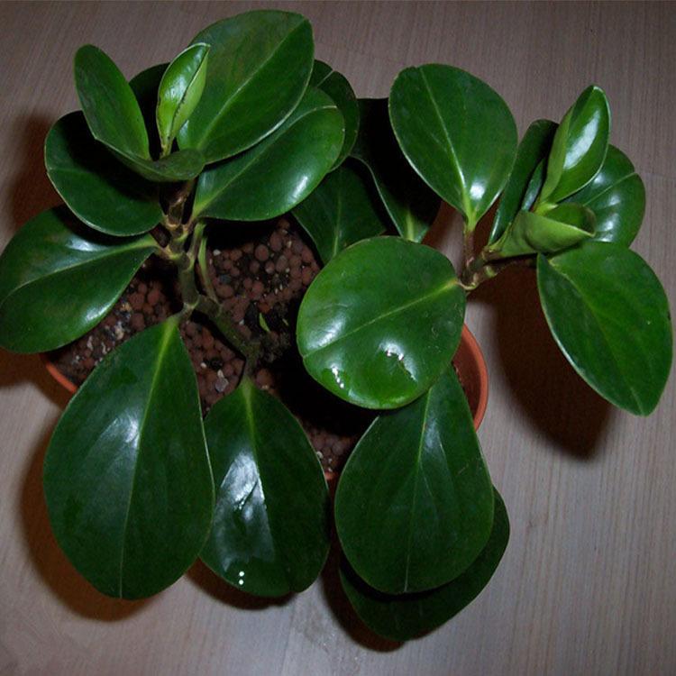 大量批发碧玉  常绿草本植物碧玉 花卉基地直销碧玉