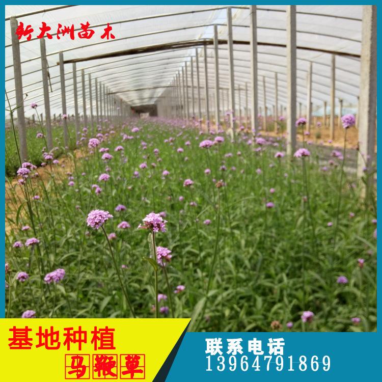 青州马鞭草基地 花海植物马鞭草 成活率高 特价批发优质柳叶马鞭草
