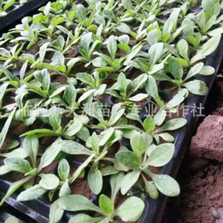 矮牵牛 矮牵牛苗 草本花卉矮牵牛苗 质量好价格低颜色全 牵牛苗价格