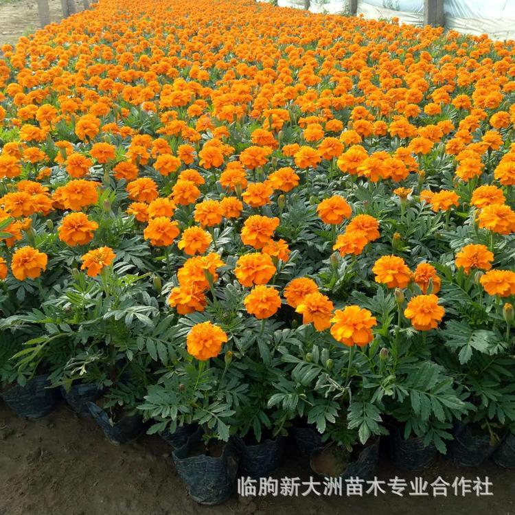 孔雀草 租摆草花 孔雀草价格 特价批发优质孔雀草
