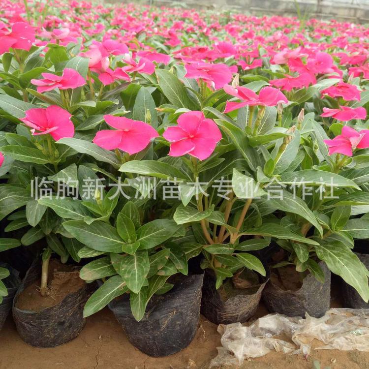 青州长春花基地 绿化租摆草花长春花 长春花天天开价格