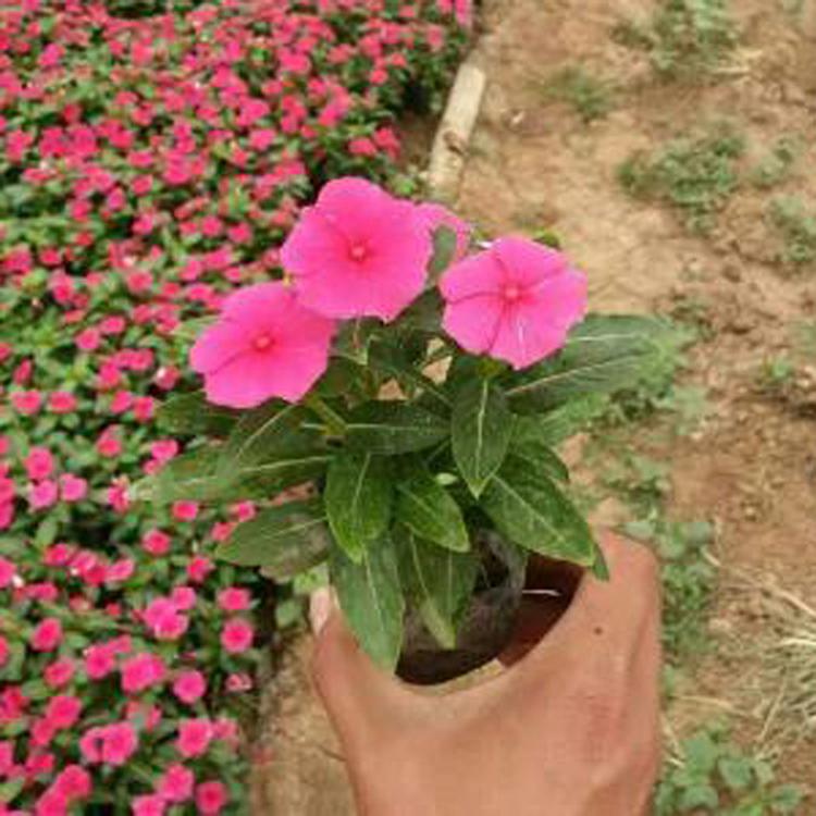 长春花种植基地 公园景观绿化租摆植物 时令花草长春花 质优价廉
