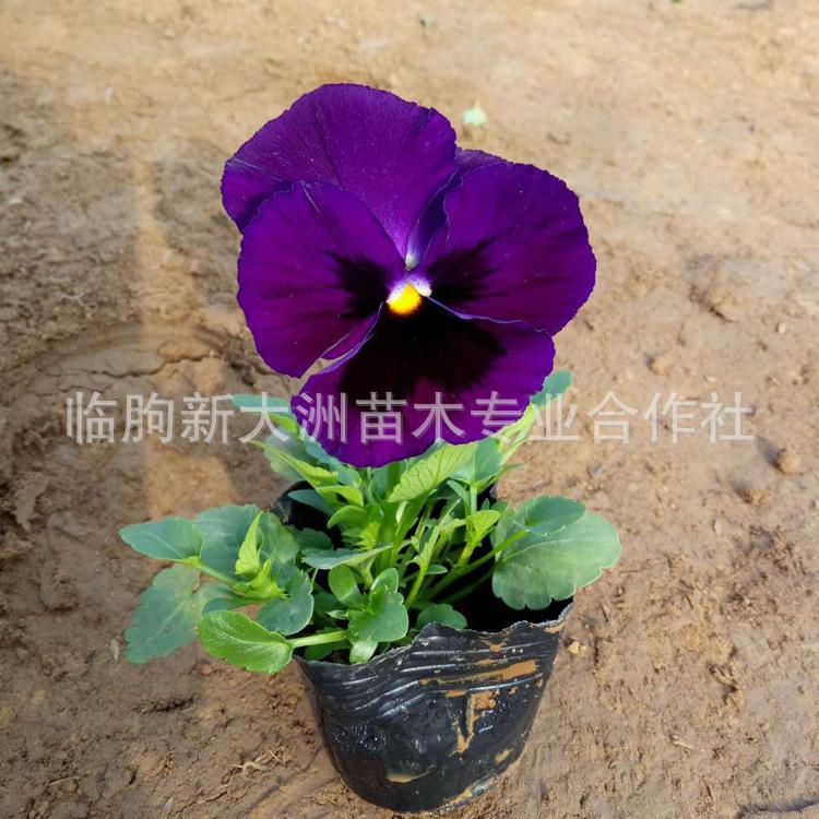 三色堇 特价批发三色堇 冬季耐寒草花三色堇  三色堇价格