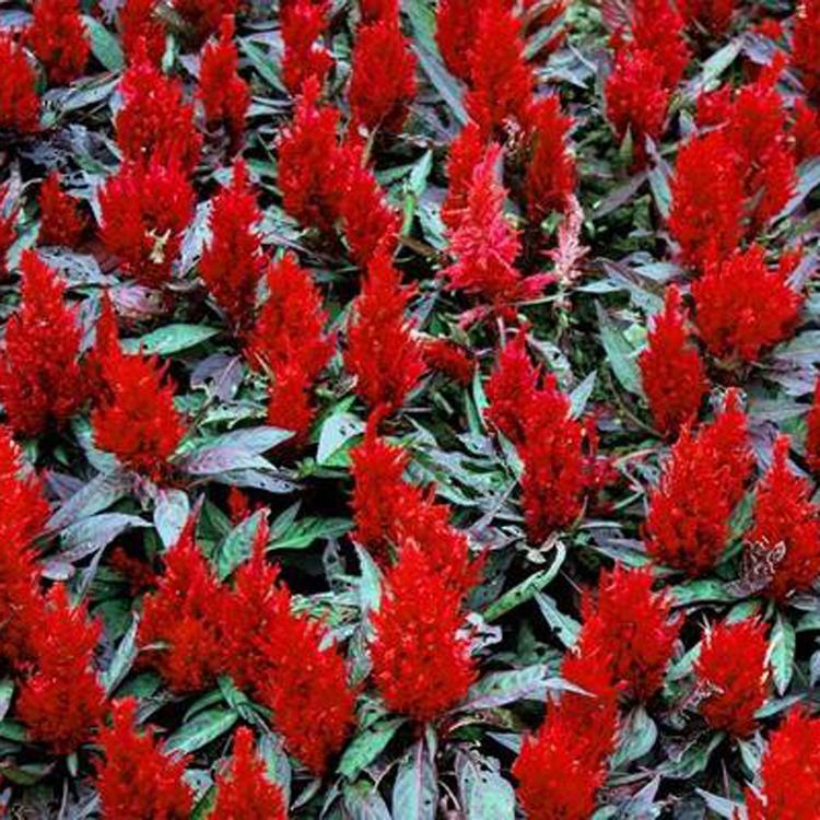 基地直销优质盆栽鸡冠花  大量批发订购花色纯正鸡冠花