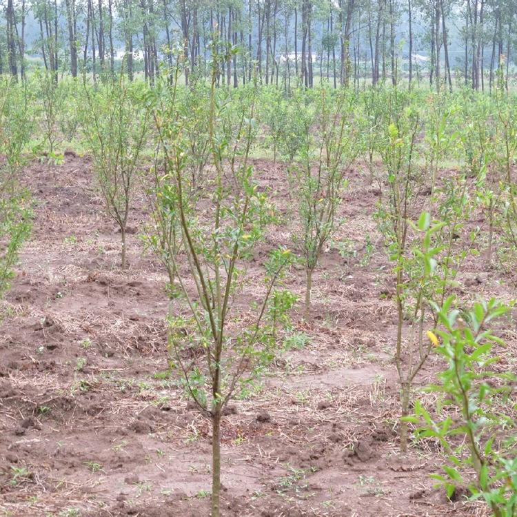 基地直销优质花石榴树 批发花石榴小苗 绿化苗木价格优惠