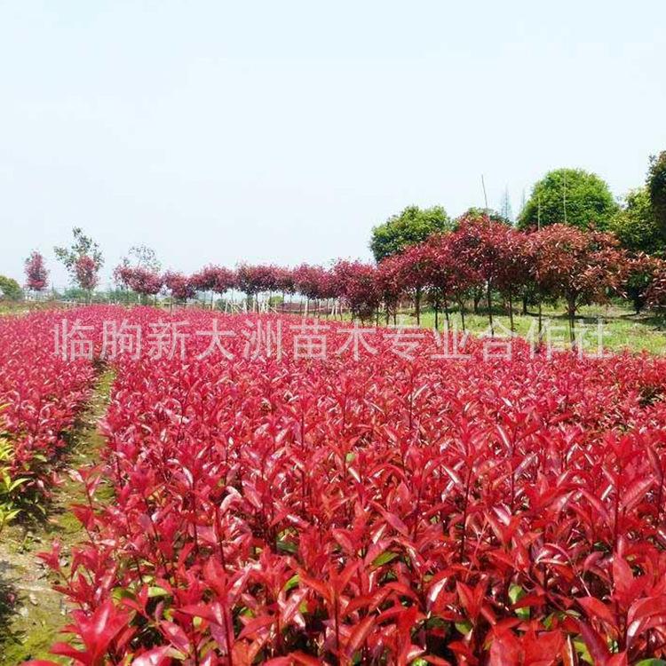 红叶石楠供应 低价直销质量好  各规格绿化工程苗 色块苗