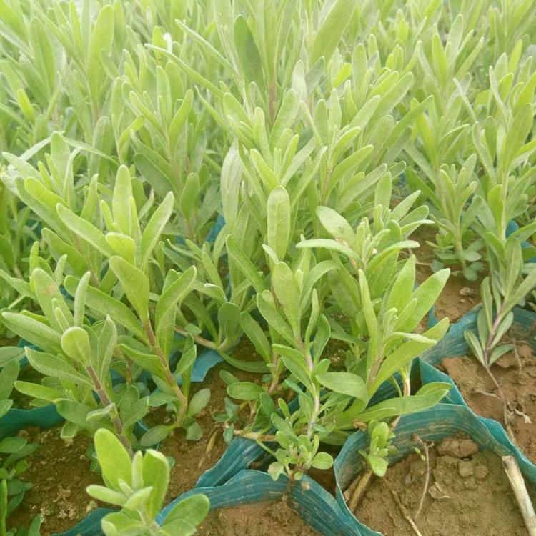 花海景观植物  薰衣草 薰衣草小苗 法国蓝窄叶 香草类多年生植物