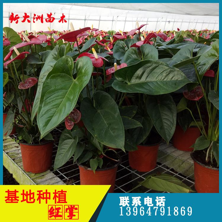 红掌批发 红掌盆栽 红掌价格