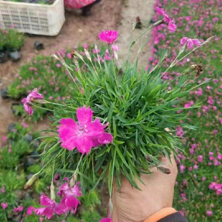 欧石竹 四季开花欧石竹 花海公园绿化观赏花卉欧石竹 耐寒宿根花卉欧石竹