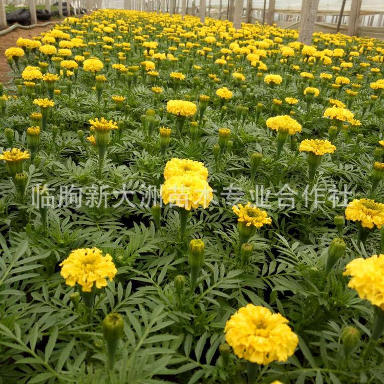 基地种植万寿菊苗 大芙蓉 万寿菊 阳台盆栽花卉草宿根花卉