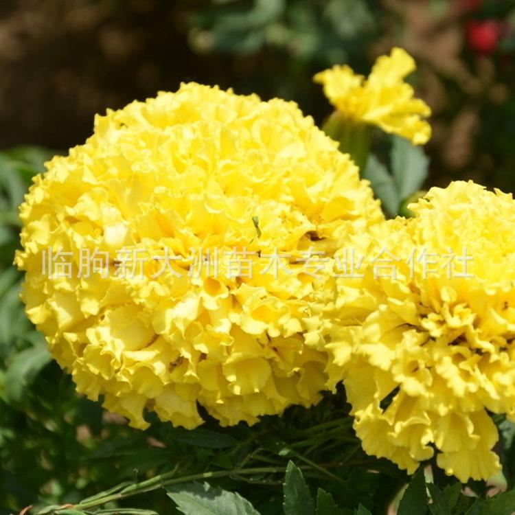万寿菊 大量批发万寿菊 混色 阳台盆栽花 花坛布景 长期供应