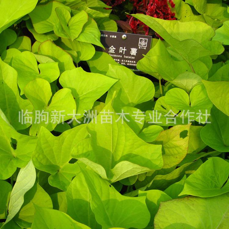 金叶署花卉 厂家直销钵栽 价格实惠 金叶署 草花 上市 可预订