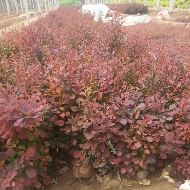 紫叶小波批发 规格齐全 灌木 花坛护坡绿化 园林植物红叶小檗