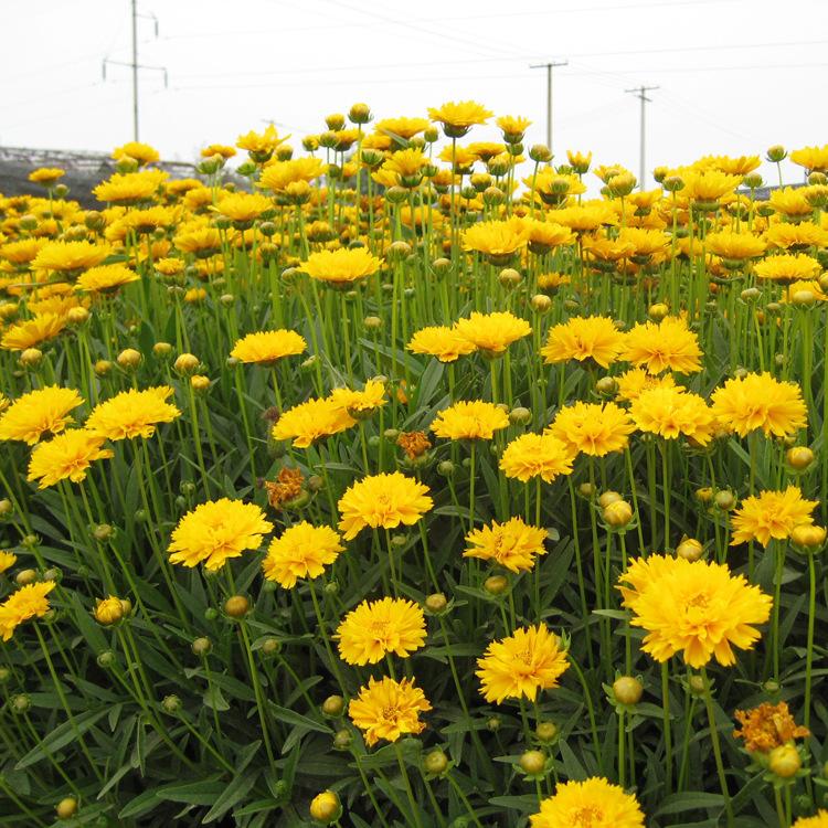 批发草坪草花 金鸡菊 单色双色混装大花卉 基地种植成活率高