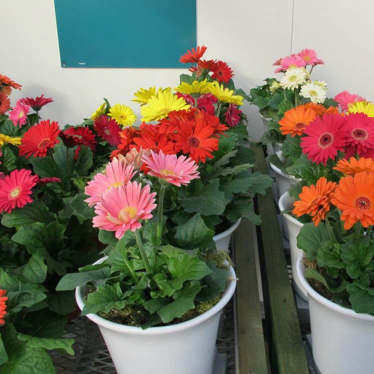 特价供应优质非洲菊花苗 扶郎花苗盆栽 洲菊花苗 宿根花卉