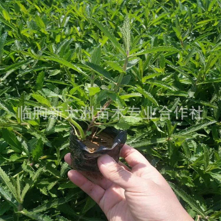 柳叶马鞭草 花海植物 生长速度快 特价批发 宿根花卉 柳叶马鞭草