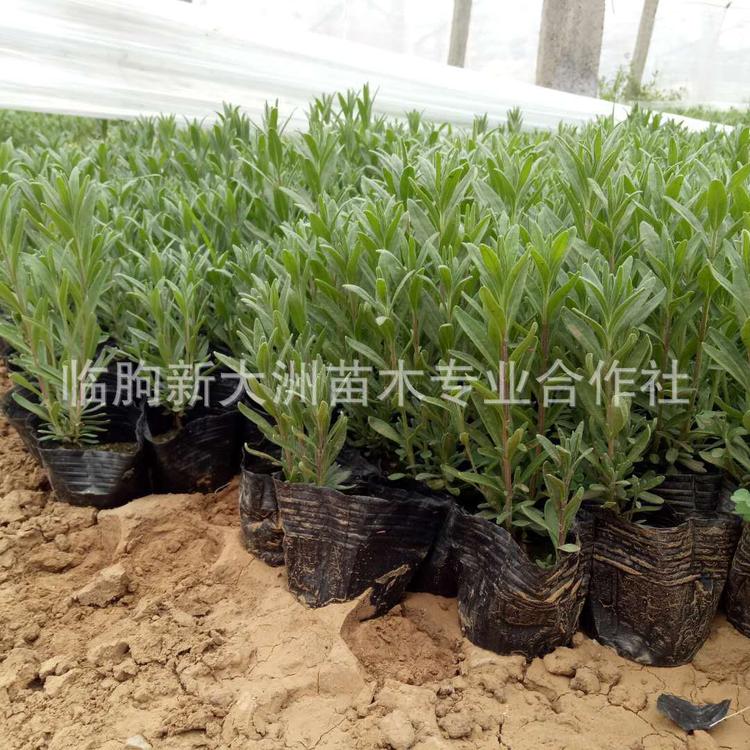 花海景观植物 薰衣草 薰衣草杯苗 法国蓝窄叶 香草类多年生植物