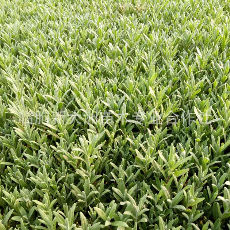 薰衣草苗 花海景观植物 法国蓝窄叶 香草类多年生植物 薰衣草小苗
