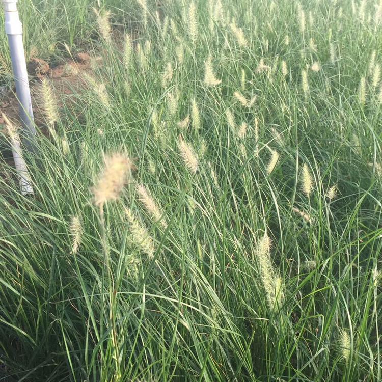小兔子狼尾草 基地种植狼尾草 批发精选护坡观赏  观赏草基地