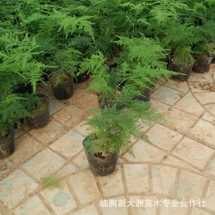文竹苗  文竹绿植盆栽 山东文竹基地 文竹价格