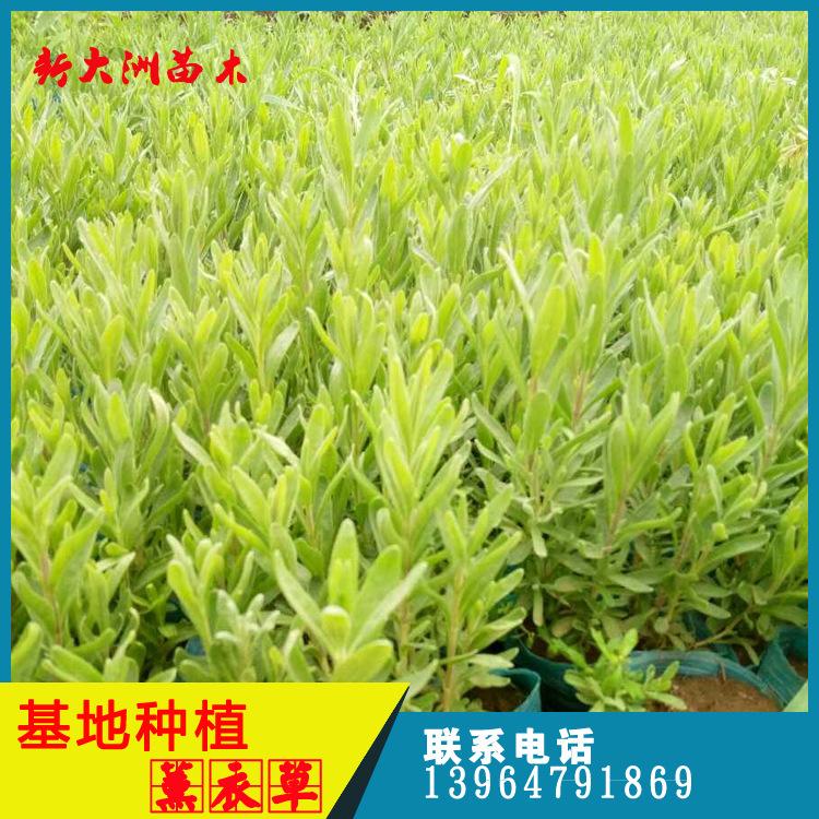 草本植物薰衣草花苗 草本花卉 绿化花卉批发宽叶薰衣草