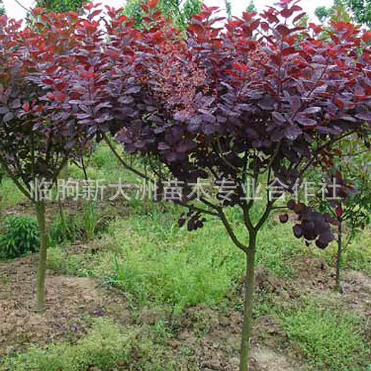 供应乔木 紫叶李大苗 又叫红叶李 紫叶李园林植物 规格齐全 量大