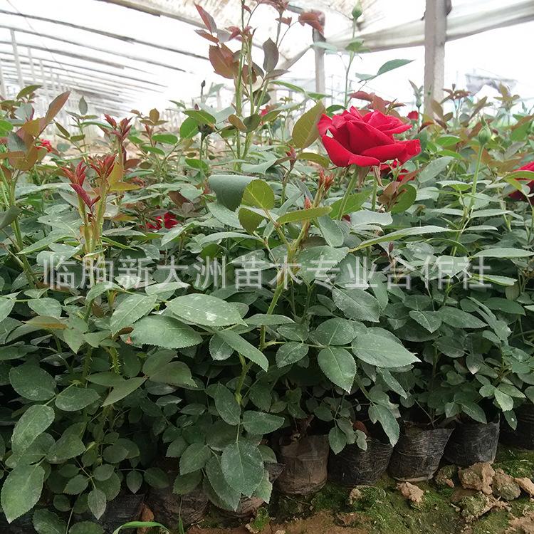 月季 多年生 植物批发 红帽月季 灌木花期长 品种好花色鲜艳