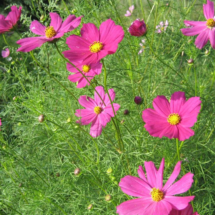 常年批发格桑花 矮株波斯菊 盆栽格桑花 波斯菊 优质格桑花