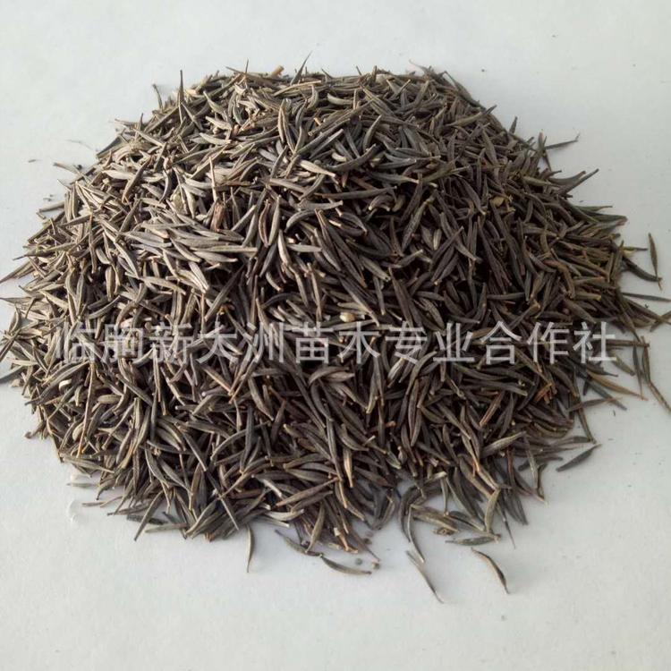 波斯菊种子 花海景观工程 撒播花卉种子 波斯菊种子批发