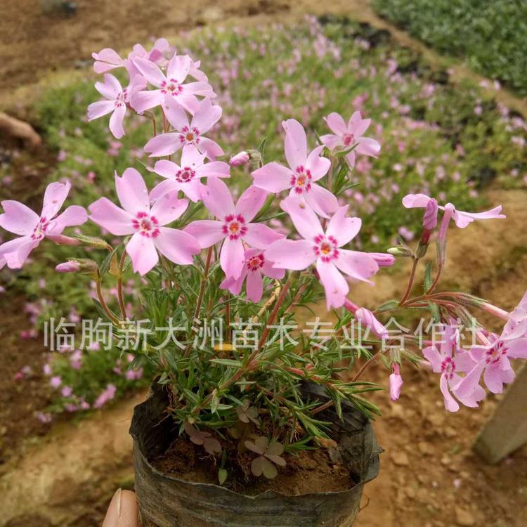 芝樱 花海景观工程 热销花卉 丛生福禄考  福禄考 多年生耐寒花卉