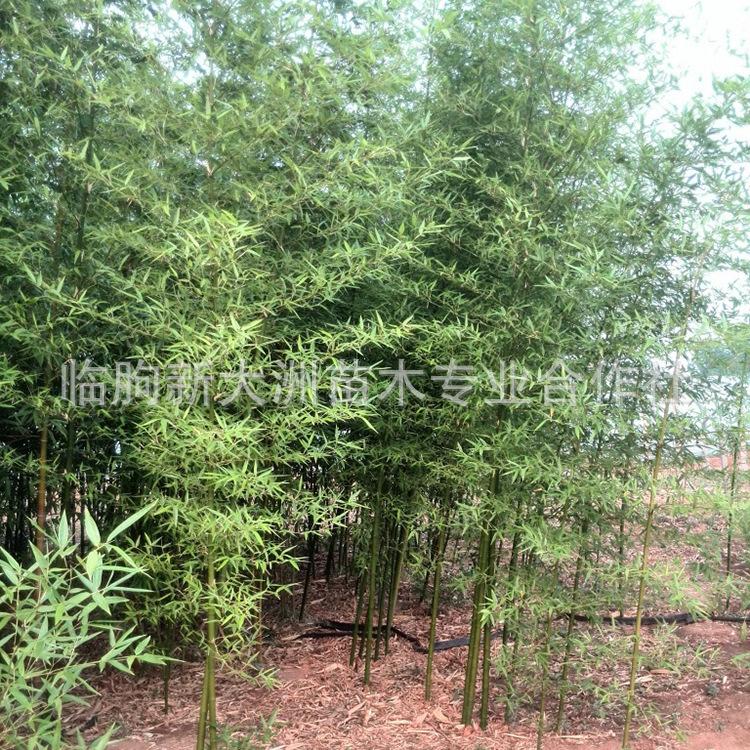 园林植物批发 竹子 庭院绿化 竹子苗 室内 小型庭院用竹直销