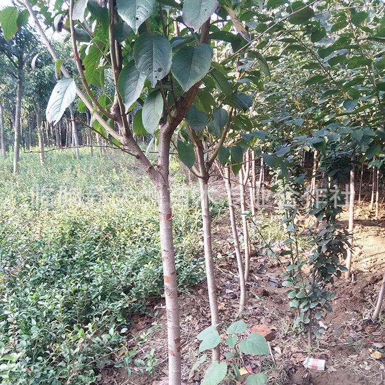 山东景观苗木批发 樱花 落叶性 樱花苗批发 美化苗木 规格齐