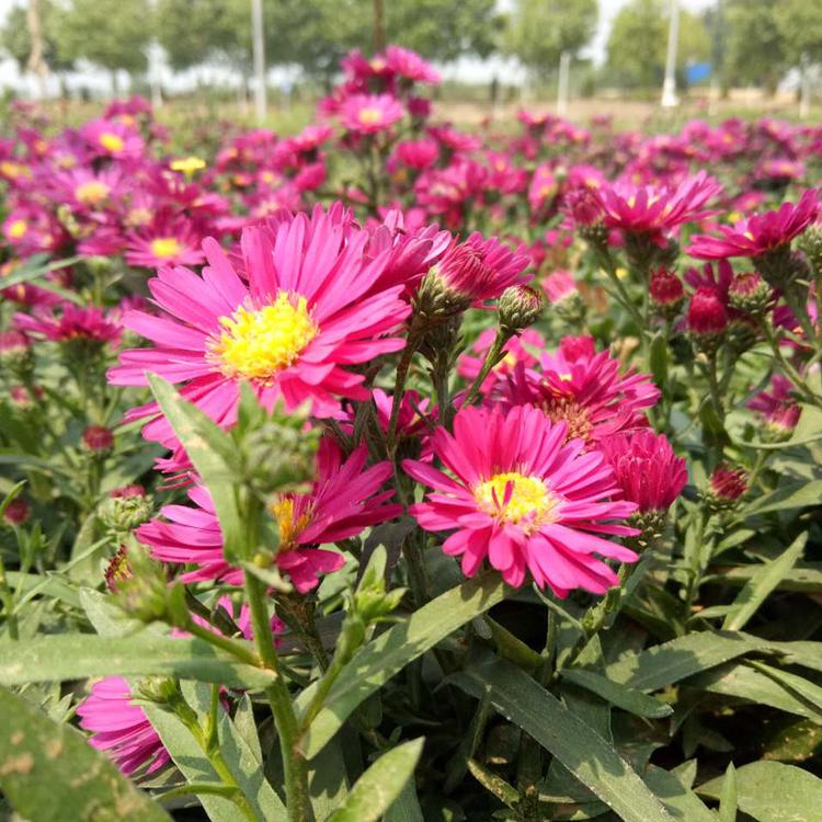 荷兰菊种植基地 宿根花卉 多年生宿根花卉 量大优惠 优质荷兰菊