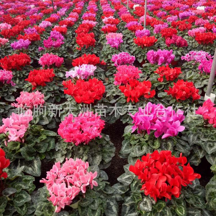 仙客来年宵花卉种植基地 一品冠 特价批发仙客来