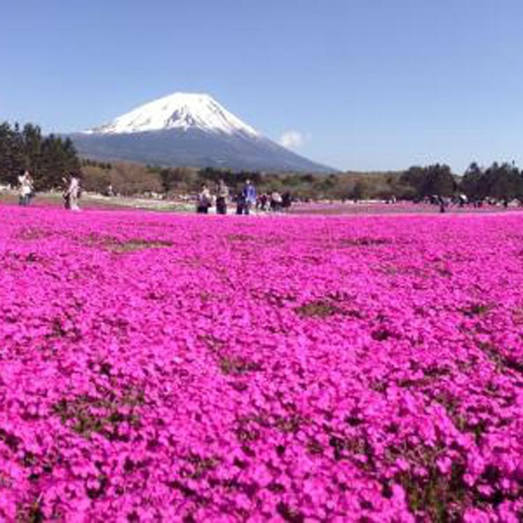 花海景观工程 热销花卉—丛生福禄考 芝樱 福禄考 丛生福禄考基地