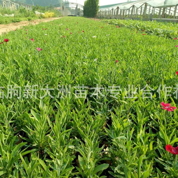 多年生宿根地被花卉五彩石竹 常夏石竹  直销地被植物石竹