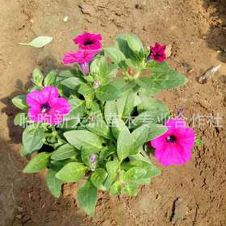 垂吊牵牛大量供应  垂吊牵牛半成品 工程绿化用优质草花苗木基地