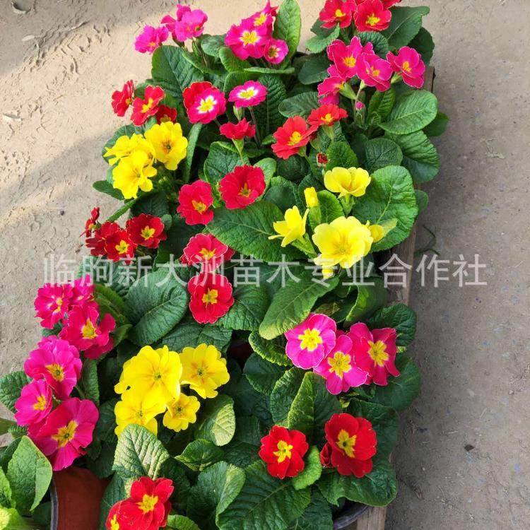 报春花种植基地 批发报春花  冬季租摆耐寒花卉报春花 报春花盆栽